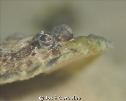 Sole fish - Leaving the flat and horizontal position to g... by José Carvalho 